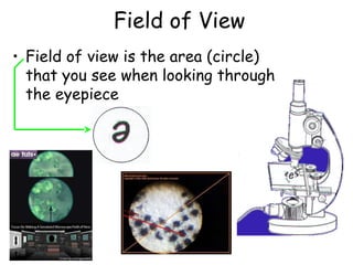 Field of View
• Field of view is the area (circle)
that you see when looking through
the eyepiece
 
