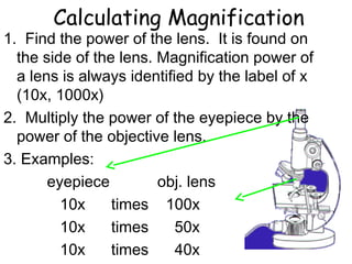 Calculating Magnification
1. Find the power of the lens. It is found on
the side of the lens. Magnification power of
a lens is always identified by the label of x
(10x, 1000x)
2. Multiply the power of the eyepiece by the
power of the objective lens.
3. Examples:
eyepiece obj. lens
10x times 100x
10x times 50x
10x times 40x
 