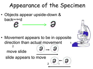 Appearance of the Specimen
• Objects appear upside-down &
backward
• Movement appears to be in opposite
direction than actual movement 1
2
move slide
slide appears to move
2 1
 