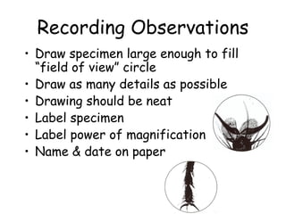 Recording Observations
• Draw specimen large enough to fill
“field of view” circle
• Draw as many details as possible
• Drawing should be neat
• Label specimen
• Label power of magnification
• Name & date on paper
 