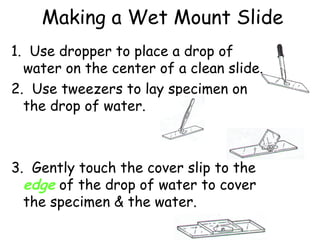 Making a Wet Mount Slide
1. Use dropper to place a drop of
water on the center of a clean slide.
2. Use tweezers to lay specimen on
the drop of water.
3. Gently touch the cover slip to the
edge of the drop of water to cover
the specimen & the water.
 