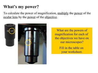 What’s my power? To calculate the power of magnification,  multiply  the  power  of the  ocular lens  by the  power  of the  objective . What are the powers of magnification for each of  the objectives we have on our microscopes? Fill in the table on  your worksheet. 