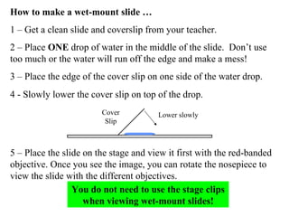 How to make a wet-mount slide … 1 – Get a clean slide and coverslip from your teacher. 2 – Place  ONE  drop of water in the middle of the slide.  Don’t use too much or the water will run off the edge and make a mess! 3 – Place the edge of the cover slip on one side of the water drop. You do not need to use the stage clips when viewing wet-mount slides! 5 – Place the slide on the stage and view it first with the red-banded objective. Once you see the image, you can rotate the nosepiece to view the slide with the different objectives. 4 - Slowly lower the cover slip on top of the drop.  Cover Slip Lower slowly 
