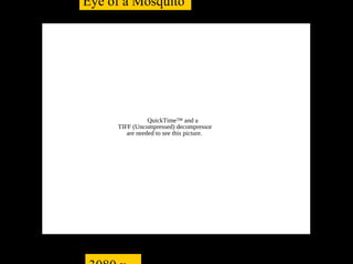 Eye of a Mosquito




                QuickTime™ and a
     TIFF (Uncompressed) decompressor
        are needed to see this picture.
 