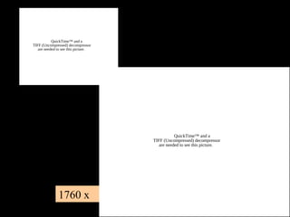 QuickTime™ and a
TIFF (Uncompressed) decompressor
   are needed to see this picture.




                                                QuickTime™ and a
                                     TIFF (Uncompressed) decompressor
                                        are needed to see this picture.




              1760 x
 