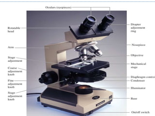 Microscope