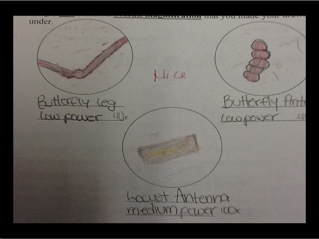Microscope Drawings Gallery 2012 | PPT