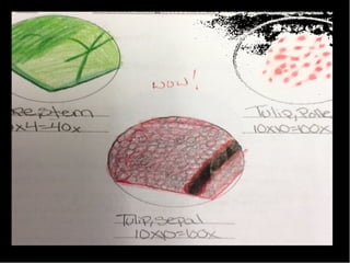 Microscope Drawings Gallery 2012 | PPT