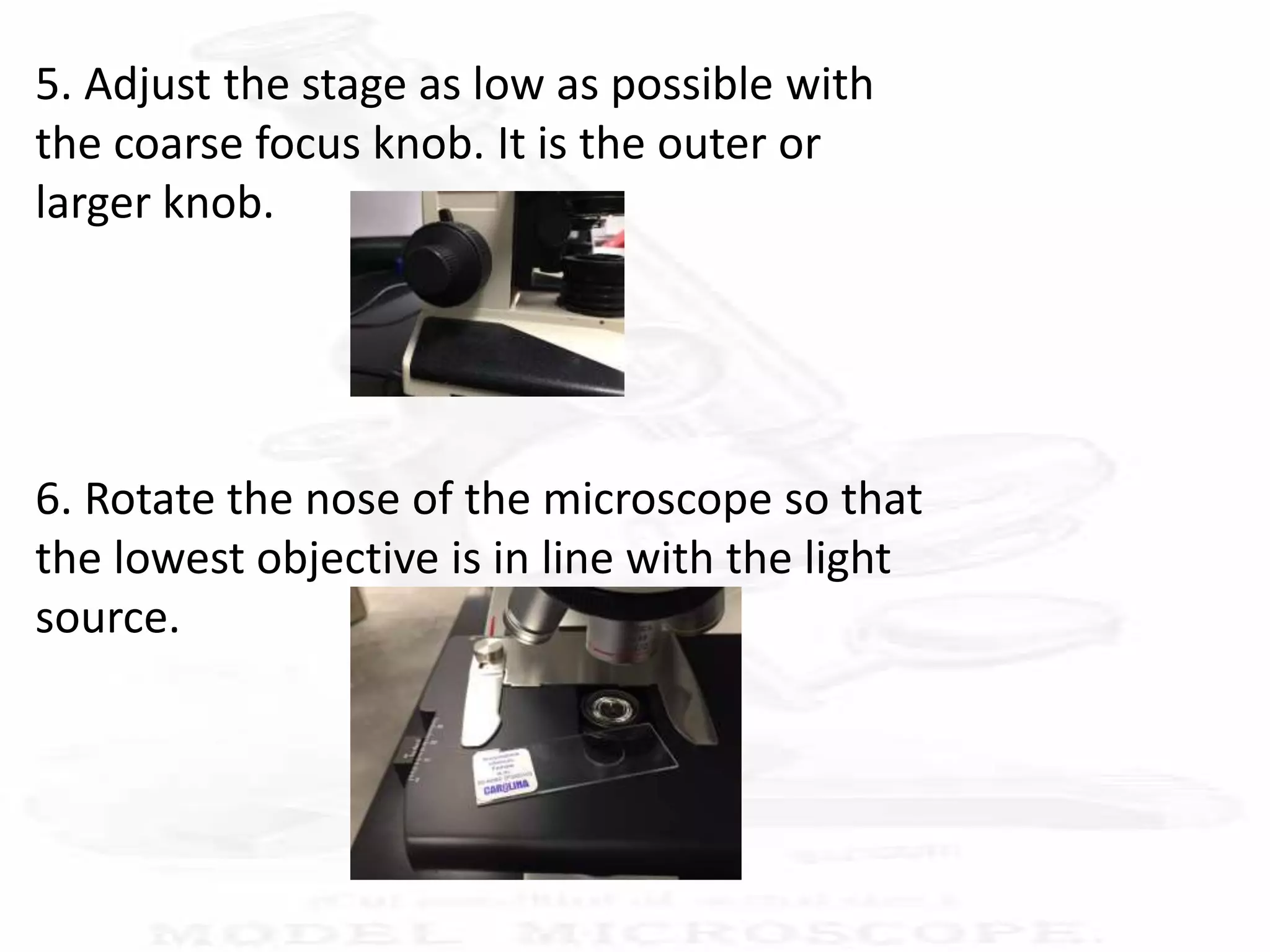 5. Adjust the stage as low as possible with
the coarse focus knob. It is the outer or
larger knob.
6. Rotate the nose of the microscope so that
the lowest objective is in line with the light
source.
 