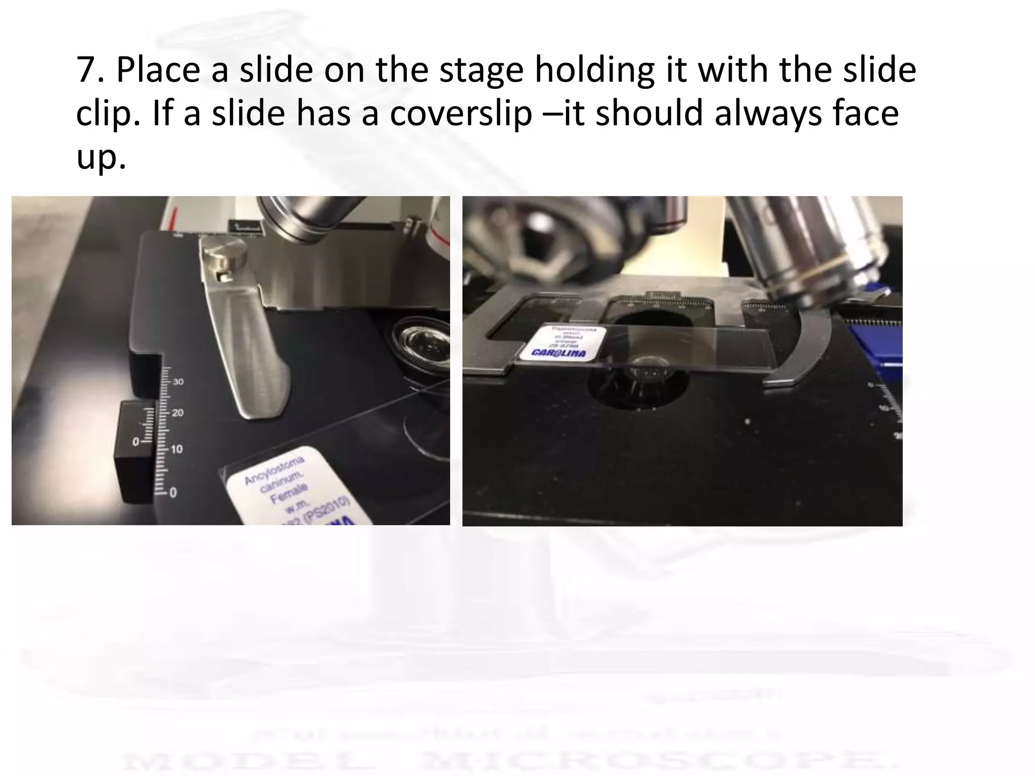 7. Place a slide on the stage holding it with the slide
clip. If a slide has a coverslip –it should always face
up.
 