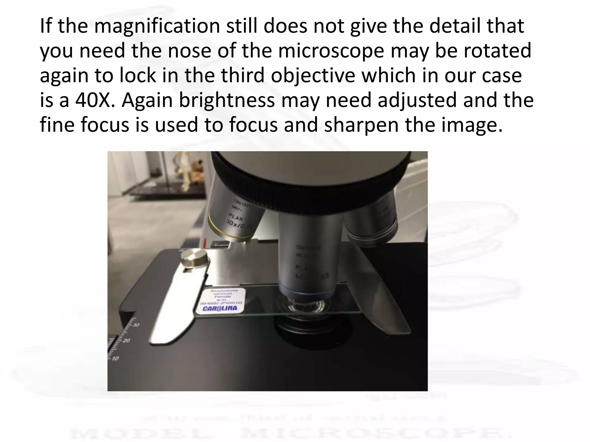 If the magnification still does not give the detail that
you need the nose of the microscope may be rotated
again to lock in the third objective which in our case
is a 40X. Again brightness may need adjusted and the
fine focus is used to focus and sharpen the image.
 