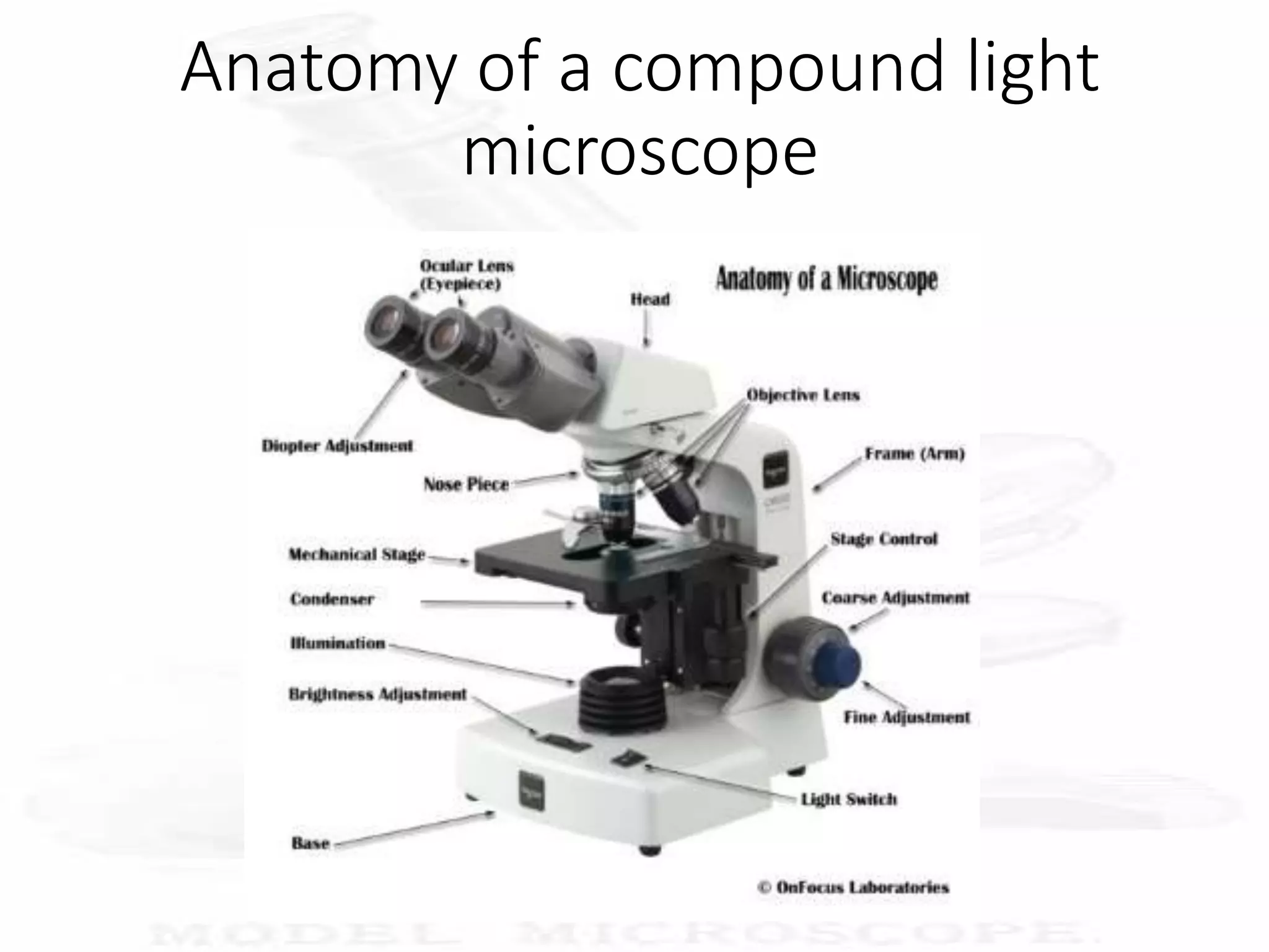 Anatomy of a compound light
microscope
 
