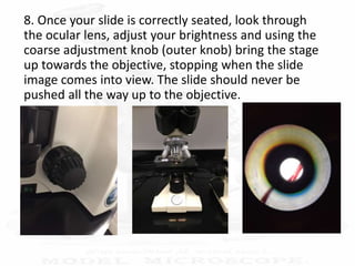 8. Once your slide is correctly seated, look through
the ocular lens, adjust your brightness and using the
coarse adjustment knob (outer knob) bring the stage
up towards the objective, stopping when the slide
image comes into view. The slide should never be
pushed all the way up to the objective.
 