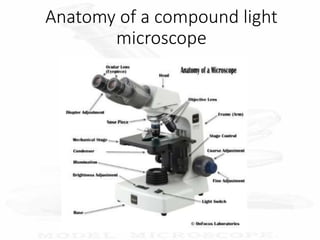 Anatomy of a compound light
microscope
 