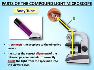 to correctly
_____ the light from the specimen into
the viewer’s eye.
Body Tube
• It ________ the eyepiece to the objective
lenses.
connects
• It ensures the correct ________ of the
microscope components
alignment
direct
PARTS OF THE COMPOUND LIGHT MICROSCOPE
 