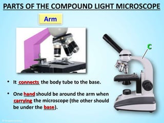 (the other should
be under the ____).
• One ____ should be around the arm when
_______ the microscope
Arm
• It ________ the body tube to the base.connects
hand
carrying
base
PARTS OF THE COMPOUND LIGHT MICROSCOPE
 