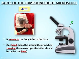 • One ____ should be around the arm when
_______ the microscope
• It ________ the body tube to the base.connects
hand
carrying
Arm
(the other should
be under the ____).base
PARTS OF THE COMPOUND LIGHT MICROSCOPE
 
