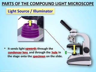 and through the ____ in
the stage onto the ________ on the slide.
Light Source / Illuminator
• It sends light _______ through the
_____________ hole
specimen
condenser lens
upwards
PARTS OF THE COMPOUND LIGHT MICROSCOPE
 