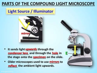 and through the ____ in
the stage onto the ________ on the slide.
Light Source / Illuminator
• It sends light _______ through the
_____________
• Older microscopes used to use ______ to
______ the ambient light upwards.
hole
specimen
condenser lens
mirrors
upwards
mirror
reflect
PARTS OF THE COMPOUND LIGHT MICROSCOPE
 
