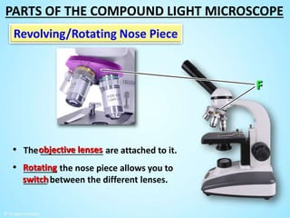 Revolving/Rotating Nose Piece
• The _____________ are attached to it.
• _______ the nose piece allows you to
_____ between the different lenses.
objective lenses
Rotating
switch
PARTS OF THE COMPOUND LIGHT MICROSCOPE
 