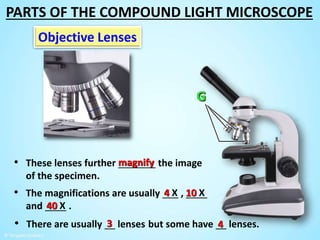 Objective Lenses
• These lenses further _______ the image
of the specimen.
magnify
• There are usually __ lenses3 but some have __ lenses.4
• The magnifications are usually ___ , ____
and ____ .
4 X 10 X
40 X
PARTS OF THE COMPOUND LIGHT MICROSCOPE
 