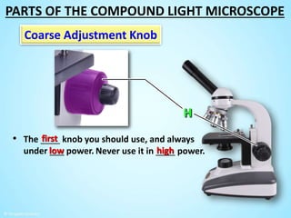 • The ____ knob you should use, and always
under ___ power. Never use it in ____ power.
Coarse Adjustment Knob
low
first
high
PARTS OF THE COMPOUND LIGHT MICROSCOPE
 