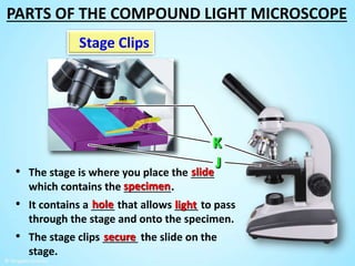 Stage Clips
• The stage is where you place the ____
which contains the ________.
slide
specimen
• The stage clips ______ the slide on the
stage.
secure
• It contains a ____ that allows ____ to pass
through the stage and onto the specimen.
hole light
PARTS OF THE COMPOUND LIGHT MICROSCOPE
 