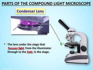 • The lens under the stage that
___________ from the illuminator
through to the ____ in the stage.
focuses light
Condenser Lens
hole
PARTS OF THE COMPOUND LIGHT MICROSCOPE
 