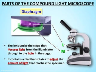 • The lens under the stage that
___________ from the illuminator
through to the ____ in the stage.
focuses light
Diaphragm
hole
• It contains a dial that rotates to _____ the
_____________ that reaches the specimen.
adjust
amount of light
PARTS OF THE COMPOUND LIGHT MICROSCOPE
 