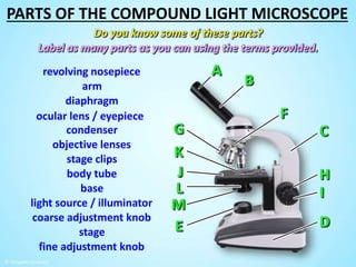 ocular lens / eyepiece
objective lenses
body tube
base
coarse adjustment knob
fine adjustment knob
stage
stage clips
diaphragm
arm
revolving nosepiece
light source / illuminator
condenser
PARTS OF THE COMPOUND LIGHT MICROSCOPE
 
