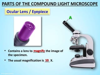 Ocular Lens / Eyepiece
• Contains a lens to _______ the image of
the specimen.
• The usual magnification is ___ X.
magnify
10
PARTS OF THE COMPOUND LIGHT MICROSCOPE
 