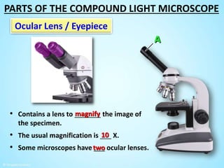 Ocular Lens / Eyepiece
• Contains a lens to _______ the image of
the specimen.
• The usual magnification is ___ X.
• Some microscopes have ___ ocular lenses.
magnify
10
two
PARTS OF THE COMPOUND LIGHT MICROSCOPE
 