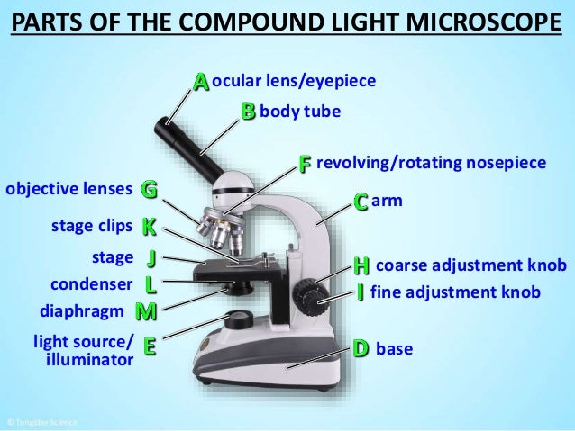 parts of microscope