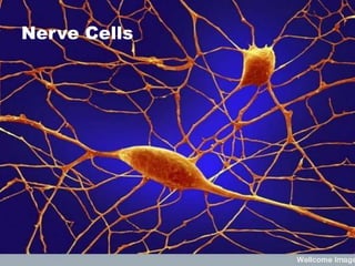 Nerve Cells
 