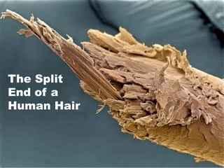 The Split
End of a
Human Hair
 