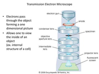 Transmission Electron Microscope
• Electrons pass
through the object
forming a one
dimensional picture
• Allows one to view
the inside of an
object
(ex. internal
structure of a cell)
 