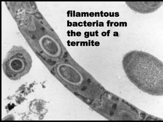 filamentous
bacteria from
the gut of a
termite
 