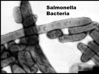 Salmonella
Bacteria
 