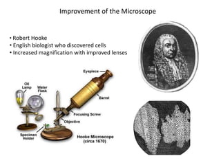 Improvement of the Microscope
• Robert Hooke
• English biologist who discovered cells
• Increased magnification with improved lenses
 