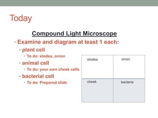 Today
Compound Light Microscope
• Examine and diagram at least 1 each:
• plant cell
• To do: elodea, onion
• animal cell
• To do: your own cheek cells
• bacterial cell
• To do: Prepared slide
elodea onion
cheek bacteria
 