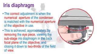 Iris diaphragm
•The correct adjustment is when the
numerical aperture of the condenser
is matched with the numerical aperture
of the objective in use.
•This is achieved, approximately, by
removing the eye piece, viewing the
sub-stage iris diaphragm in the back
focal plane of the objective, and
closing it down to two-thirds of the field
of view.
 