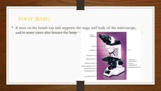 FOOT (BASE)
• It rests on the bench top and supports the stage and body of the microscope,
and in many cases also houses the lamp
 