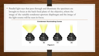 • Parallel light rays that pass through and illuminate the specimen are
brought to focus at the back focal plane of the objective, where the
image of the variable condenser aperture diaphragm and the image of
the light source will be seen in focus.
 