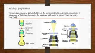 Basically a group of lenses.
The substage condenser gathers light from the microscope light source and concentrates it
into a cone of light that illuminates the specimen with uniform intensity over the entire
view field.
 