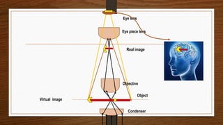 Condenser
Object
Real image
Eye lens
Eye piece lens
Objective
Virtual image
 