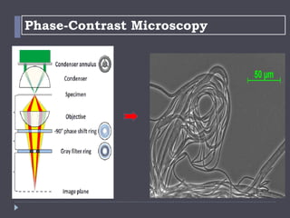 Microscope | PPTX