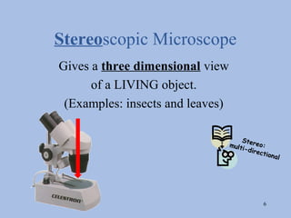 Stereoscopic Microscope
Gives a three dimensional view
      of a LIVING object.
 (Examples: insects and leaves)

                                      St
                                  mult ereo:
                                      i-dir
                                            ectio
                                                 nal




                                              6
 