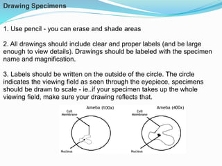 Specimen Microscope Drawing Microscope use | PPTX