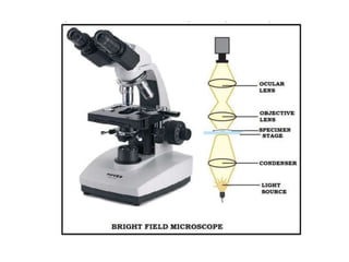 MICROSCOPE USES- TYPES- SIMPLE MICROSCOPE AND COMPOUND MICROSCOPE | PPT