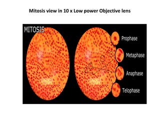 Mitosis view in 10 x Low power Objective lens
